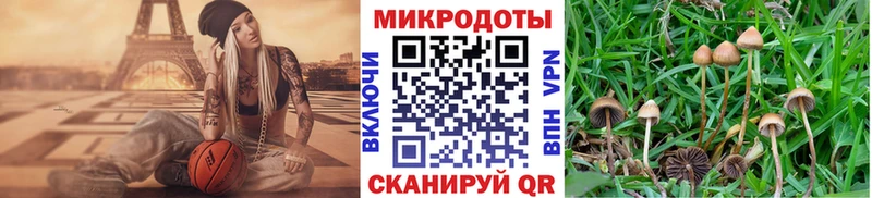 blacksprut онион Щёлкино Галлюциногенные грибы Cubensis